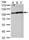 Aconitase 1 antibody, GTX128976, GeneTex, Western Blot image 