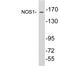 Nitric Oxide Synthase 1 antibody, LS-C199946, Lifespan Biosciences, Western Blot image 