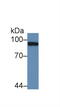 Promyelocytic leukemia protein antibody, MBS2003216, MyBioSource, Western Blot image 