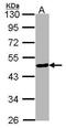 Forkhead Box A2 antibody, PA5-27158, Invitrogen Antibodies, Western Blot image 