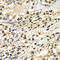 Zinc Finger Protein 169 antibody, LS-C349180, Lifespan Biosciences, Immunohistochemistry frozen image 