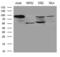 Transglutaminase 2 antibody, LS-C794804, Lifespan Biosciences, Western Blot image 