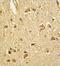 Cystathionine-Beta-Synthase antibody, ab135626, Abcam, Immunohistochemistry paraffin image 