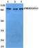 Ankyrin Repeat Domain 20 Family Member A3 antibody, A19555-1, Boster Biological Technology, Western Blot image 