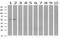 Interferon Induced Protein With Tetratricopeptide Repeats 1 antibody, MA5-25050, Invitrogen Antibodies, Western Blot image 