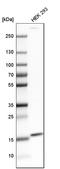 FUN14 Domain Containing 1 antibody, HPA038773, Atlas Antibodies, Western Blot image 