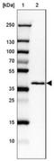 Serine Protease 8 antibody, NBP1-86340, Novus Biologicals, Western Blot image 