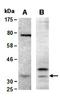 Calponin 1 antibody, orb66945, Biorbyt, Western Blot image 
