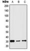 Histone Cluster 1 H1 Family Member B antibody, orb214030, Biorbyt, Western Blot image 