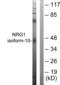 Neuregulin 1 antibody, abx013109, Abbexa, Western Blot image 