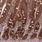 Caprin-1 antibody, NBP2-57388, Novus Biologicals, Immunohistochemistry frozen image 