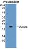 Angiopoietin Like 2 antibody, LS-C300793, Lifespan Biosciences, Western Blot image 