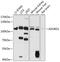 Adhesion G Protein-Coupled Receptor D1 antibody, 14-550, ProSci, Western Blot image 
