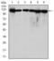 Minichromosome Maintenance Complex Component 2 antibody, GTX60520, GeneTex, Western Blot image 