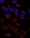 MRPS31 antibody, GTX66138, GeneTex, Immunofluorescence image 