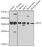 Replication Factor C Subunit 5 antibody, A8056, ABclonal Technology, Western Blot image 