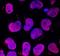 Developmental pluripotency-associated protein 4 antibody, AF3674, R&D Systems, Immunofluorescence image 