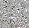 Stathmin 2 antibody, A04729-2, Boster Biological Technology, Immunohistochemistry paraffin image 