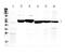 Keratin 8 antibody, A01421, Boster Biological Technology, Western Blot image 