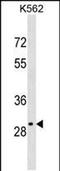 Olfactory Receptor Family 4 Subfamily S Member 2 antibody, PA5-48971, Invitrogen Antibodies, Western Blot image 