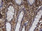 Apurinic/Apyrimidinic Endodeoxyribonuclease 1 antibody, LS-C175245, Lifespan Biosciences, Immunohistochemistry frozen image 