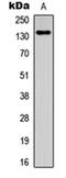 Zinc Finger MYND-Type Containing 8 antibody, orb304669, Biorbyt, Western Blot image 