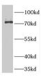 G2 And S-Phase Expressed 1 antibody, FNab03725, FineTest, Western Blot image 