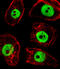 TPD52 Like 3 antibody, A16435-2, Boster Biological Technology, Immunofluorescence image 
