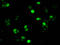H1 Histone Family Member 0 antibody, LS-C673651, Lifespan Biosciences, Immunofluorescence image 