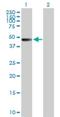 Zinc Finger And SCAN Domain Containing 9 antibody, H00007746-B01P, Novus Biologicals, Western Blot image 