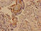 SLIT And NTRK Like Family Member 5 antibody, LS-C679530, Lifespan Biosciences, Immunocytochemistry image 