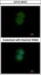 Transducin Beta Like 2 antibody, GTX119131, GeneTex, Immunofluorescence image 