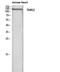 Thrombospondin 2 antibody, STJ97651, St John