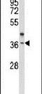 Olfactory Receptor Family 2 Subfamily H Member 2 antibody, PA5-26044, Invitrogen Antibodies, Western Blot image 