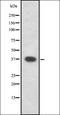 Beclin 2 antibody, orb335506, Biorbyt, Western Blot image 