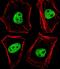 TLE Family Member 1, Transcriptional Corepressor antibody, A02460-1, Boster Biological Technology, Immunofluorescence image 