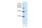 Spliceosome Associated Factor 3, U4/U6 Recycling Protein antibody, PA5-41557, Invitrogen Antibodies, Western Blot image 
