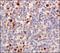 Tet Methylcytosine Dioxygenase 1 antibody, NBP1-78965, Novus Biologicals, Immunohistochemistry frozen image 