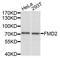 Flavin Containing Dimethylaniline Monoxygenase 2 antibody, STJ23677, St John