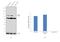 Gephyrin antibody, PA5-29036, Invitrogen Antibodies, Western Blot image 