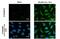 BCL2 Interacting Protein 3 Like antibody, GTX636515, GeneTex, Immunocytochemistry image 
