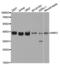 RNF2 antibody, PA5-76758, Invitrogen Antibodies, Western Blot image 