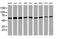 Tripartite motif-containing protein 38 antibody, MA5-26235, Invitrogen Antibodies, Western Blot image 