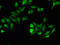 Homeobox D12 antibody, orb48356, Biorbyt, Immunofluorescence image 