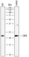 Core-Binding Factor Subunit Beta antibody, AF7349, R&D Systems, Western Blot image 