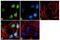 Forkhead Box N1 antibody, 720152, Invitrogen Antibodies, Immunofluorescence image 