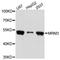 Mitochondrial RRNA Methyltransferase 3 antibody, A4816, ABclonal Technology, Western Blot image 