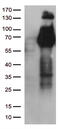 Fibroblast growth factor receptor 2 antibody, TA503136S, Origene, Western Blot image 