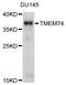 Transmembrane Protein 74 antibody, abx126713, Abbexa, Western Blot image 