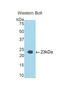 DNA Damage Inducible Transcript 3 antibody, LS-B13946, Lifespan Biosciences, Western Blot image 